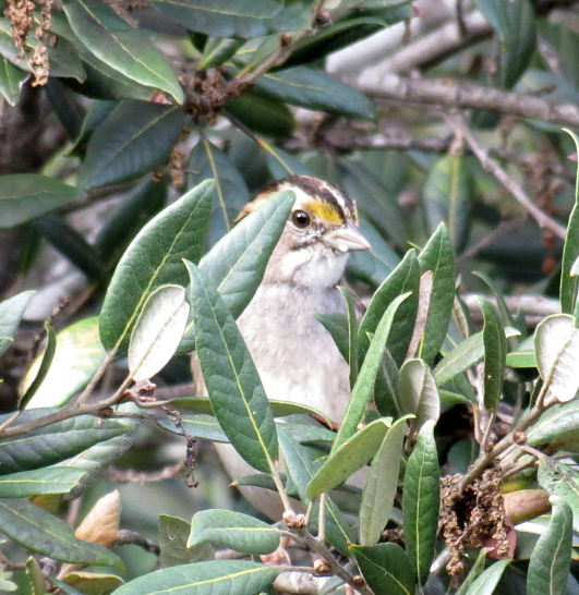 White-throated Sparrow - David Nickerson