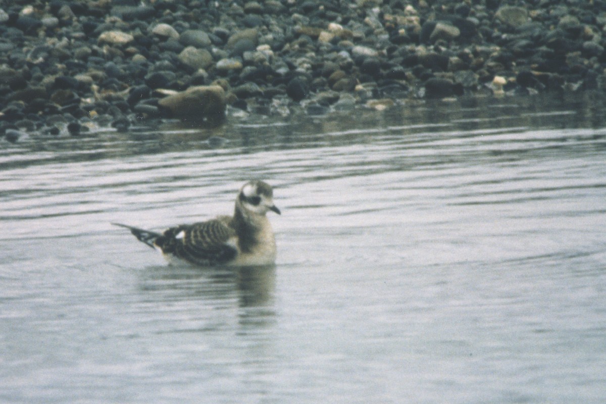 Ross's Gull - Yukon Bird Club Historical Data