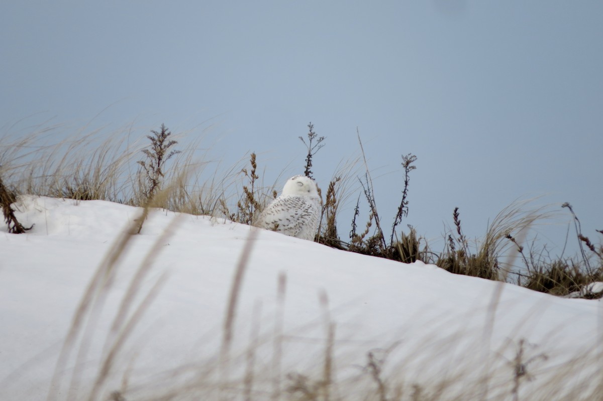 Snowy Owl - ML81553661