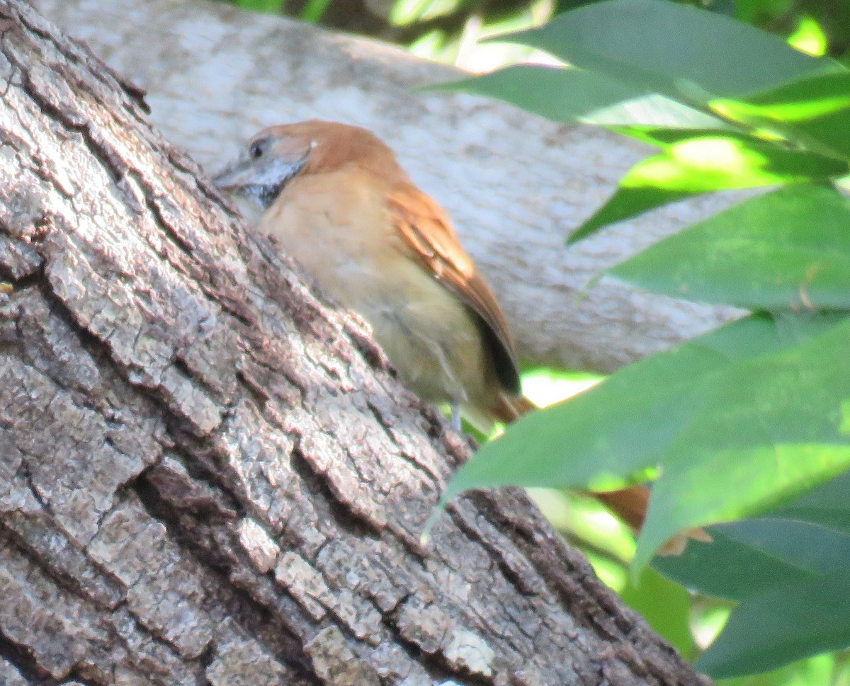 Hoary-throated Spinetail - Adam Kent