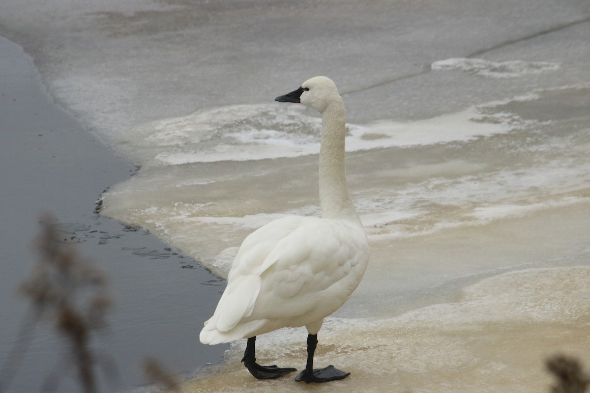 Tundra Swan - John Loch