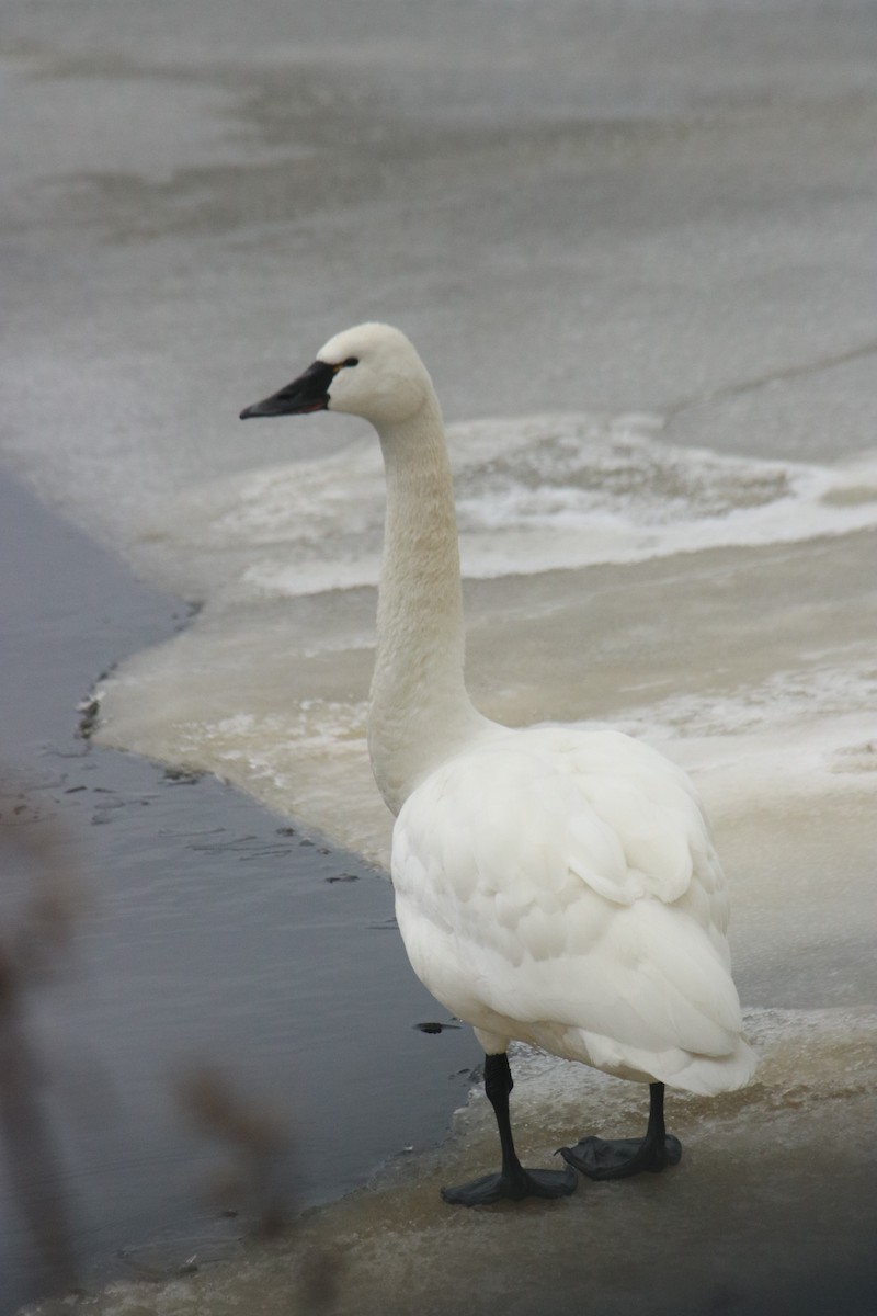 Tundra Swan - John Loch