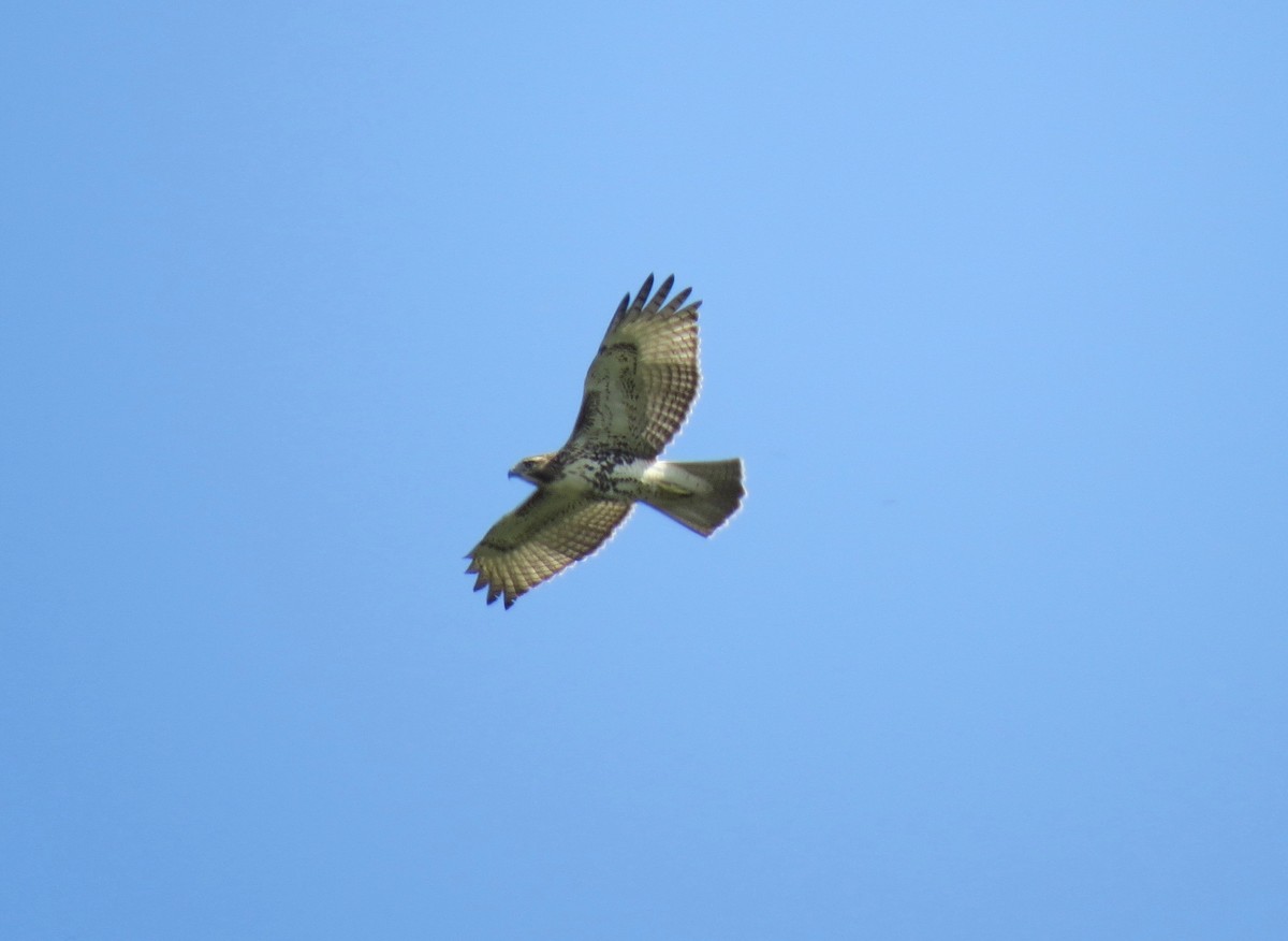 Red-tailed Hawk - ML81558851