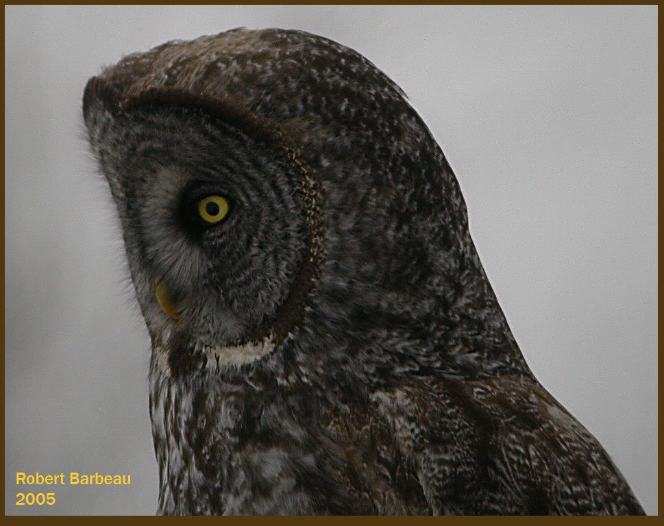 Great Gray Owl - R Barbeau