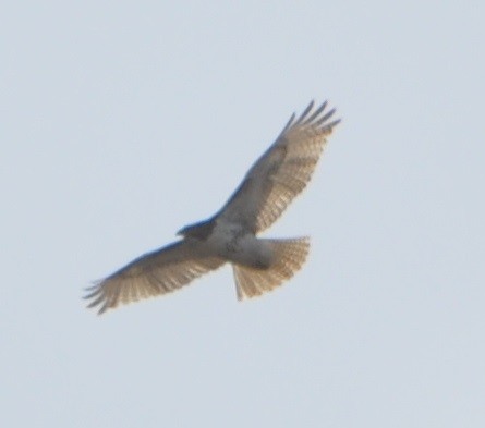 Red-tailed Hawk - ML81564261