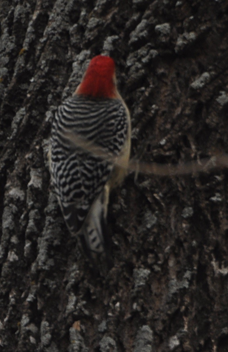 Red-bellied Woodpecker - ML81564871