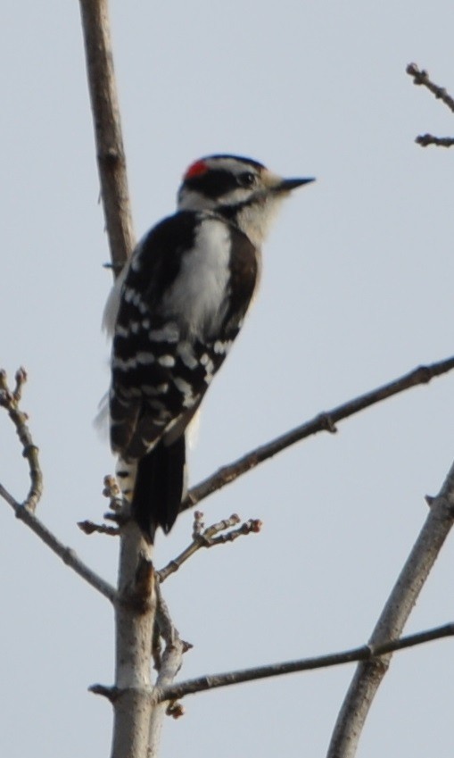 Downy Woodpecker - ML81564901