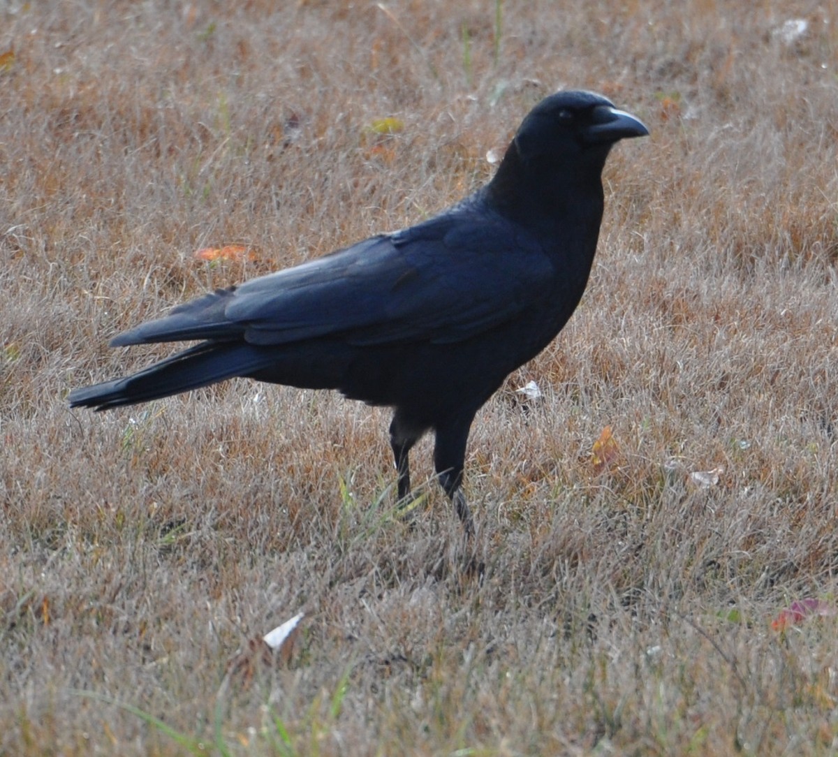 American Crow - ML81565061