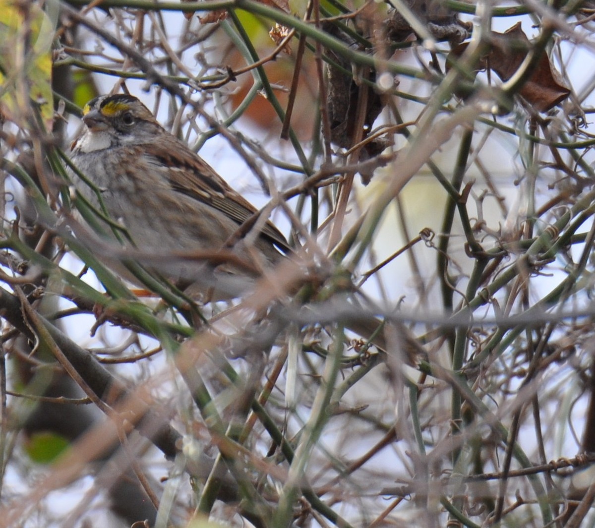 White-throated Sparrow - ML81565651