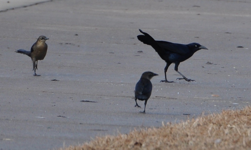 Great-tailed Grackle - ML81565711