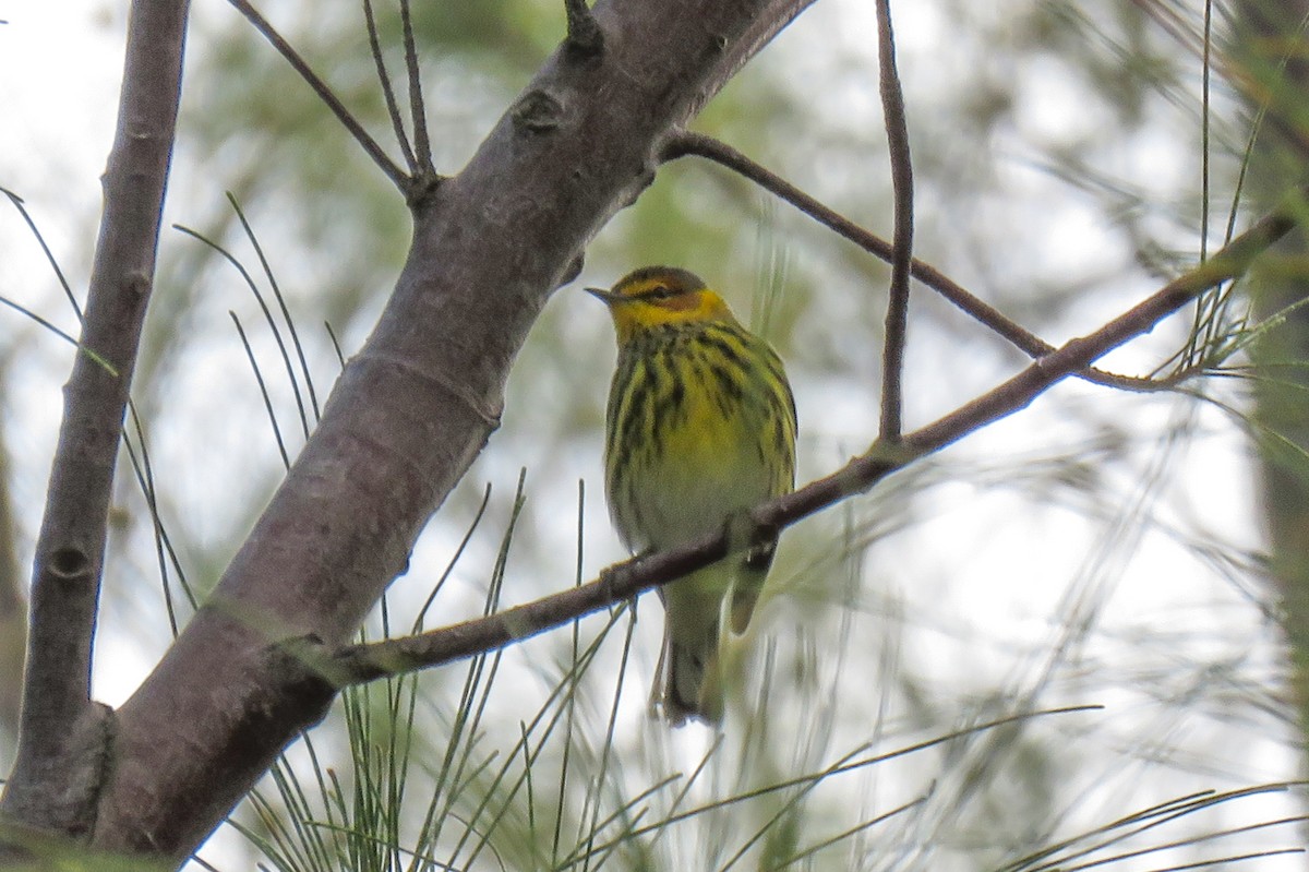 Cape May Warbler - Becky Marvil