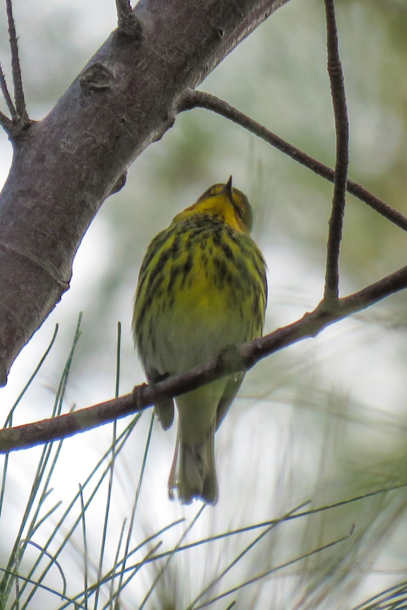 Cape May Warbler - Becky Marvil