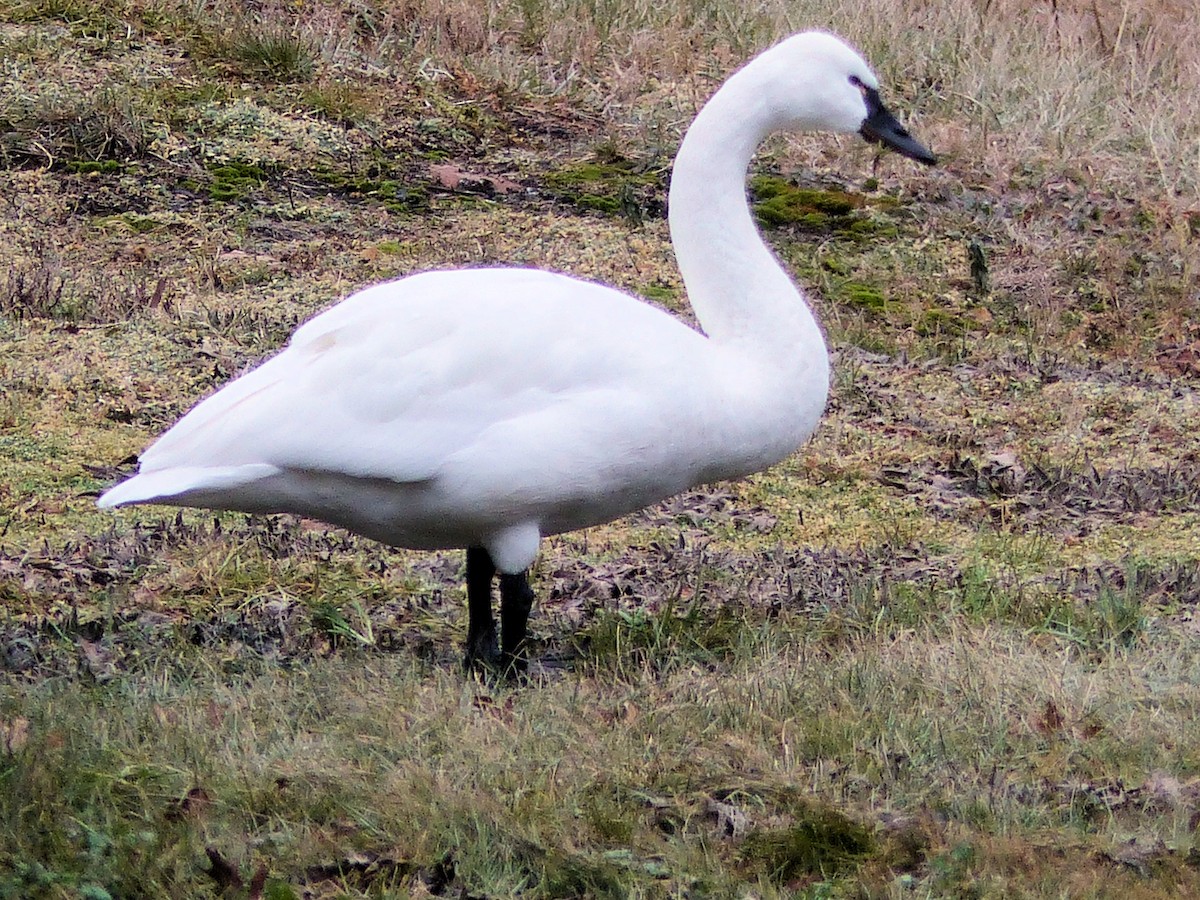 Tundra Swan - Donald Codling