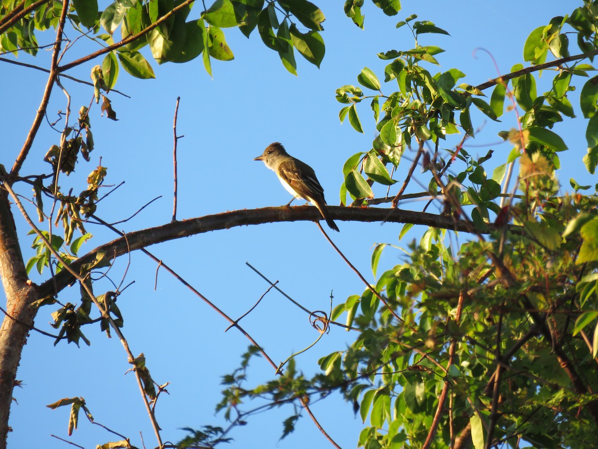 Great Crested Flycatcher - ML81574601