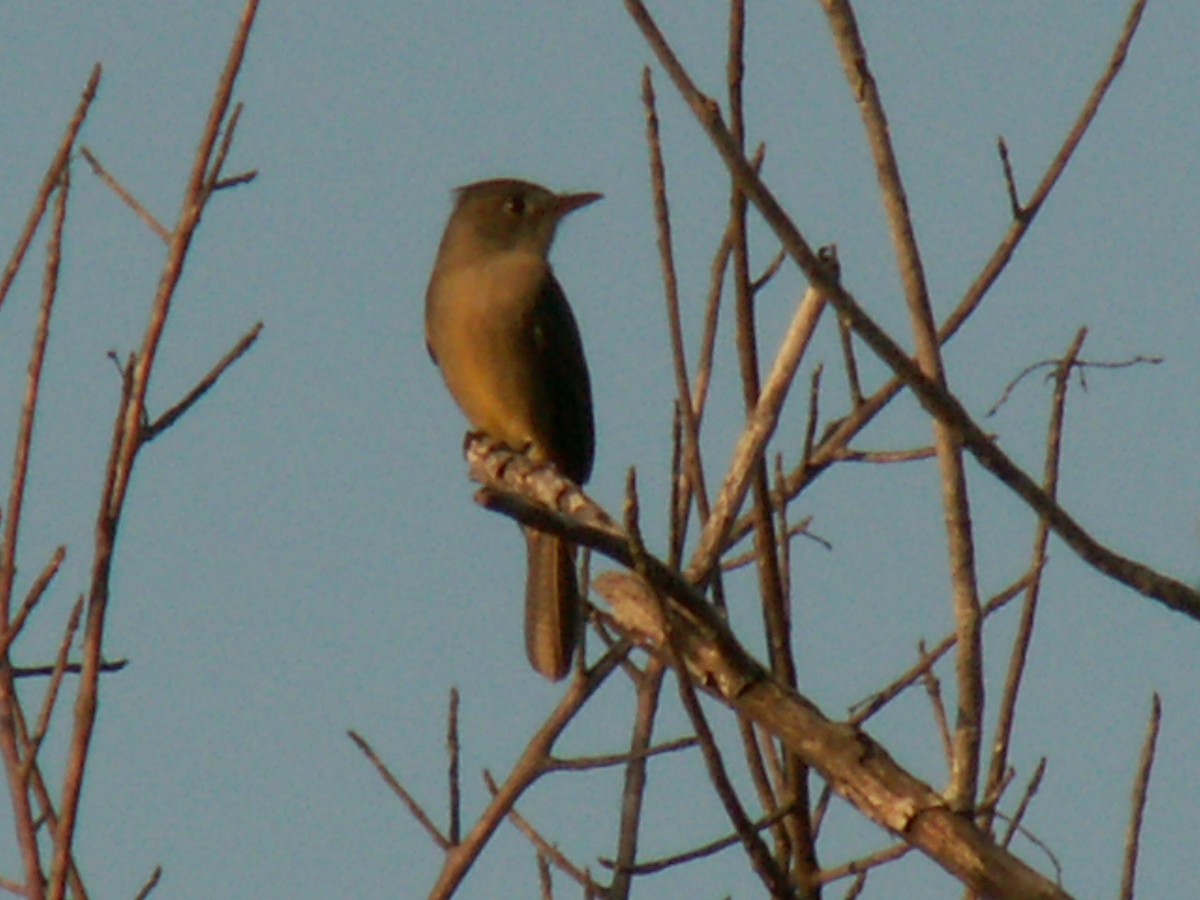 Greater Pewee - ML81578721