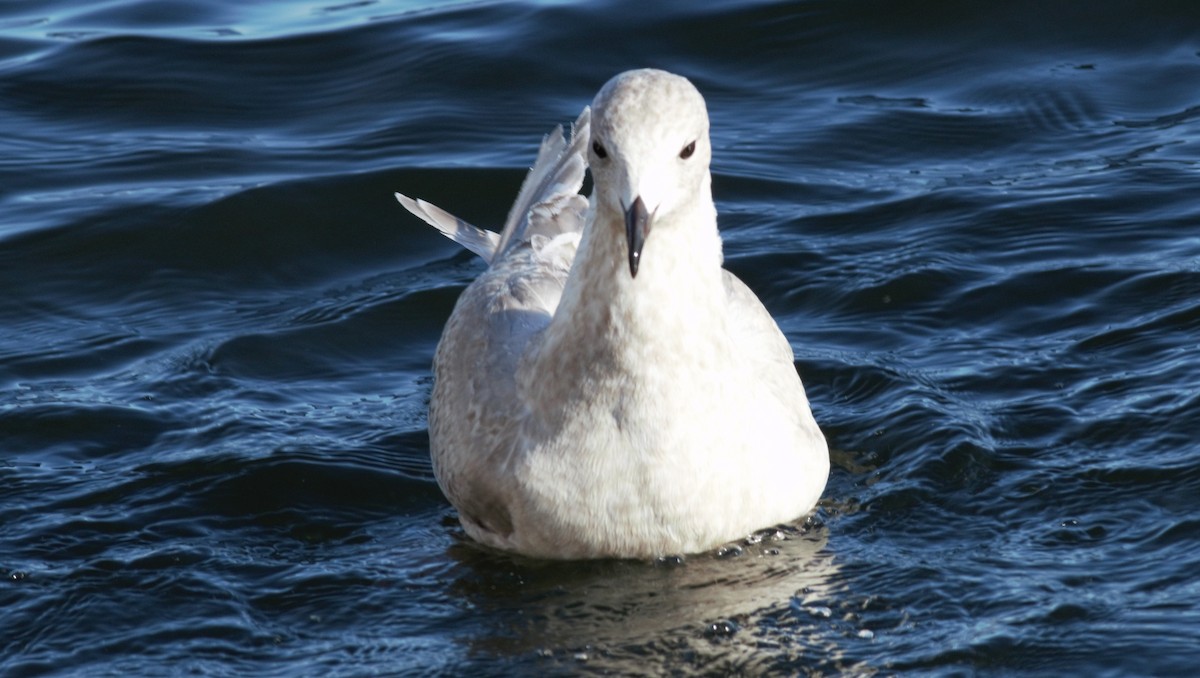 Iceland Gull (kumlieni/glaucoides) - Rick Folkening