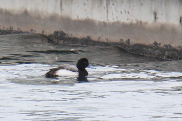 Greater Scaup - ML81581181