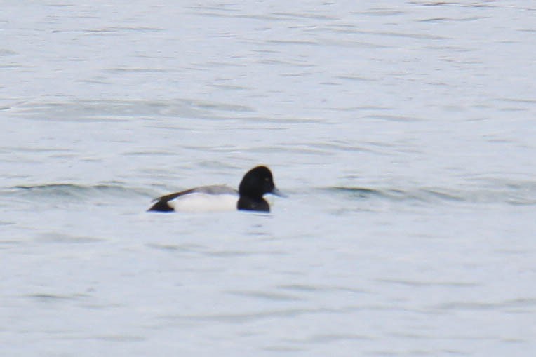 Greater Scaup - ML81581191