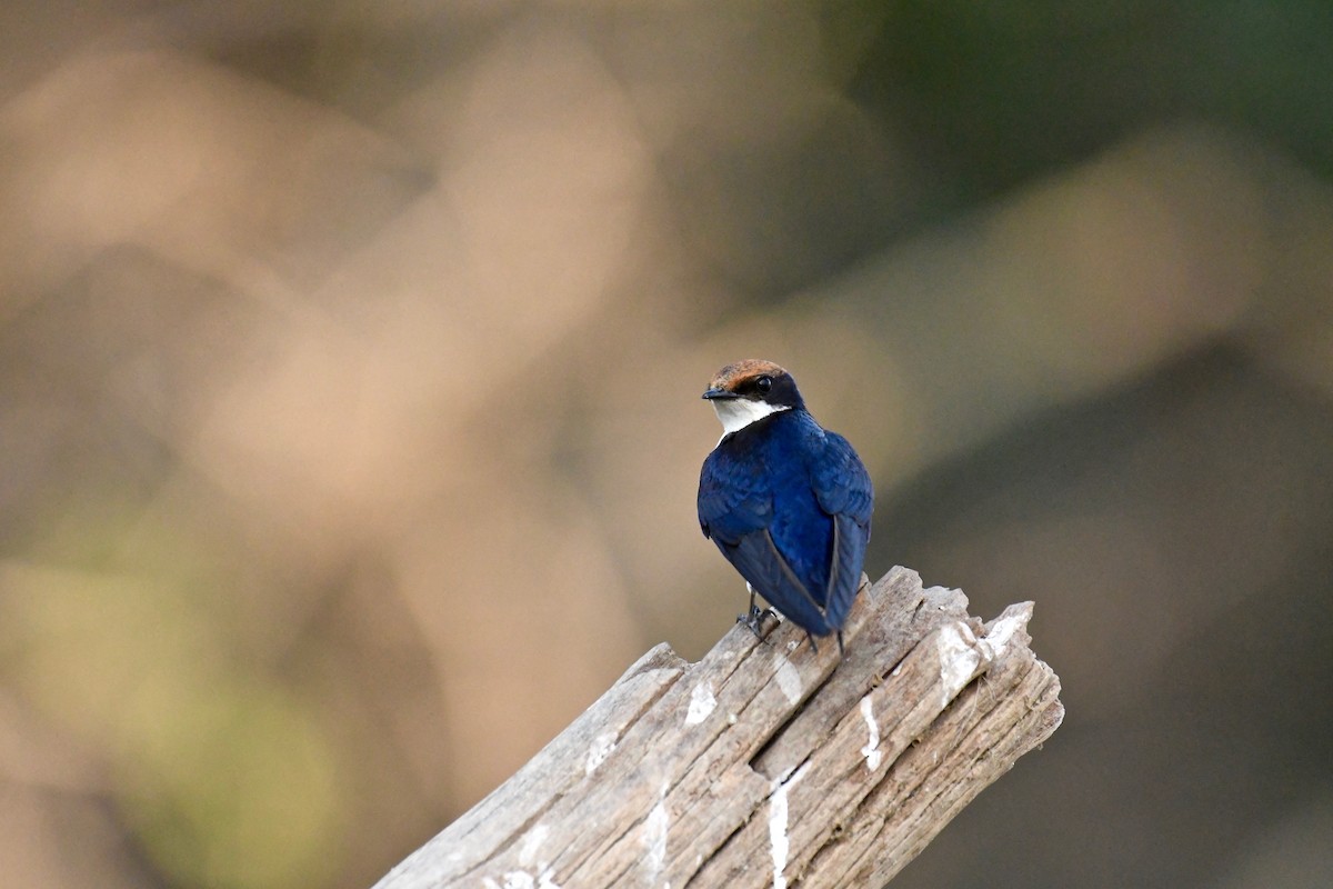 Wire-tailed Swallow - ML81581681
