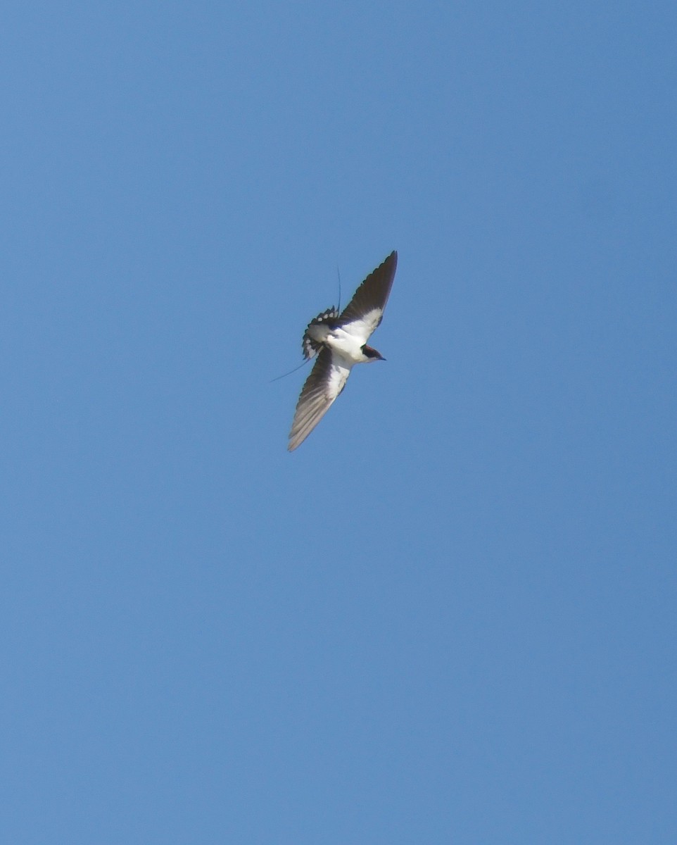 Wire-tailed Swallow - ML81581751