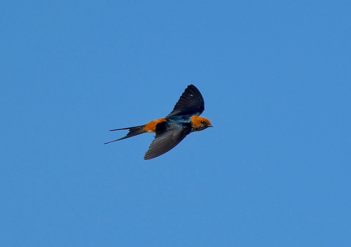 Lesser Striped Swallow - ML81581801