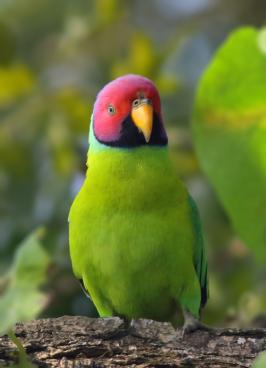 Plum-headed Parakeet - Amitava Ganguly