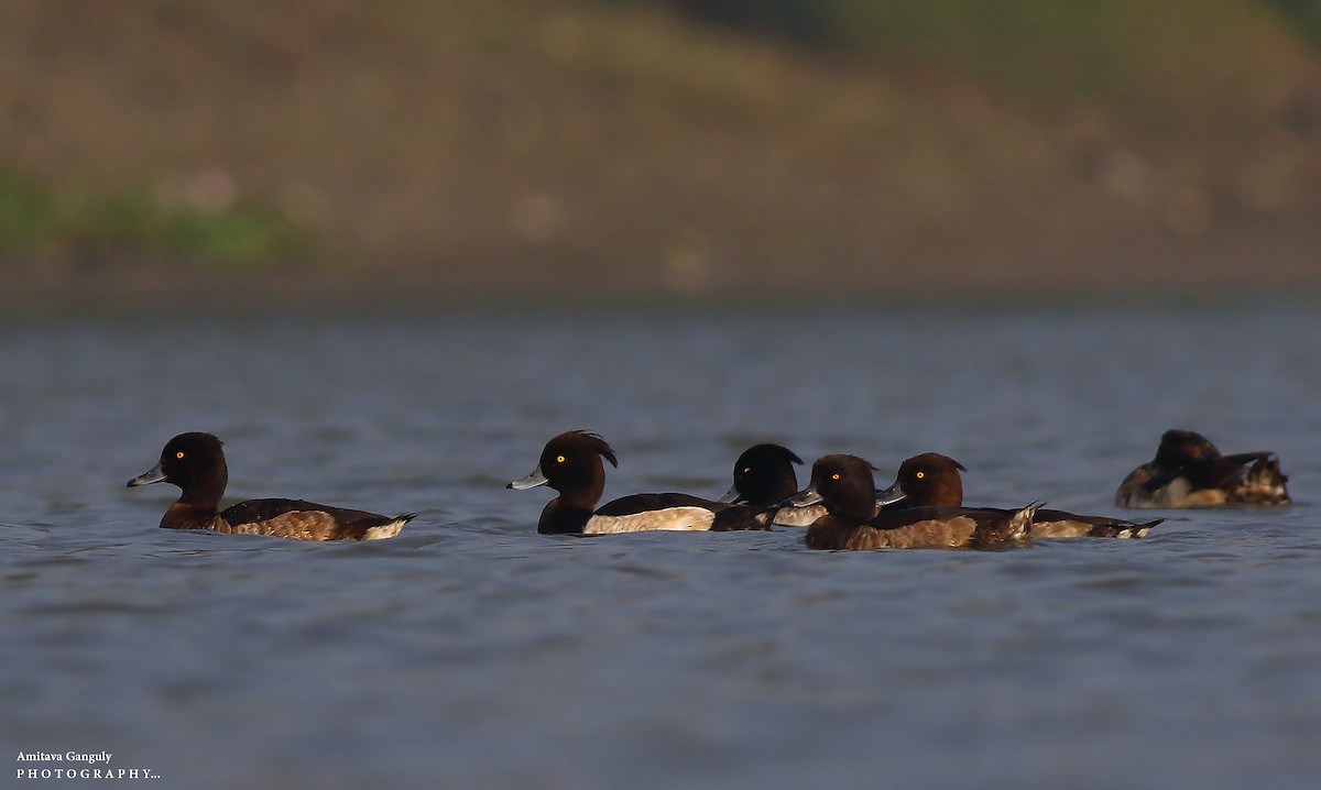 Tufted Duck - ML81582741