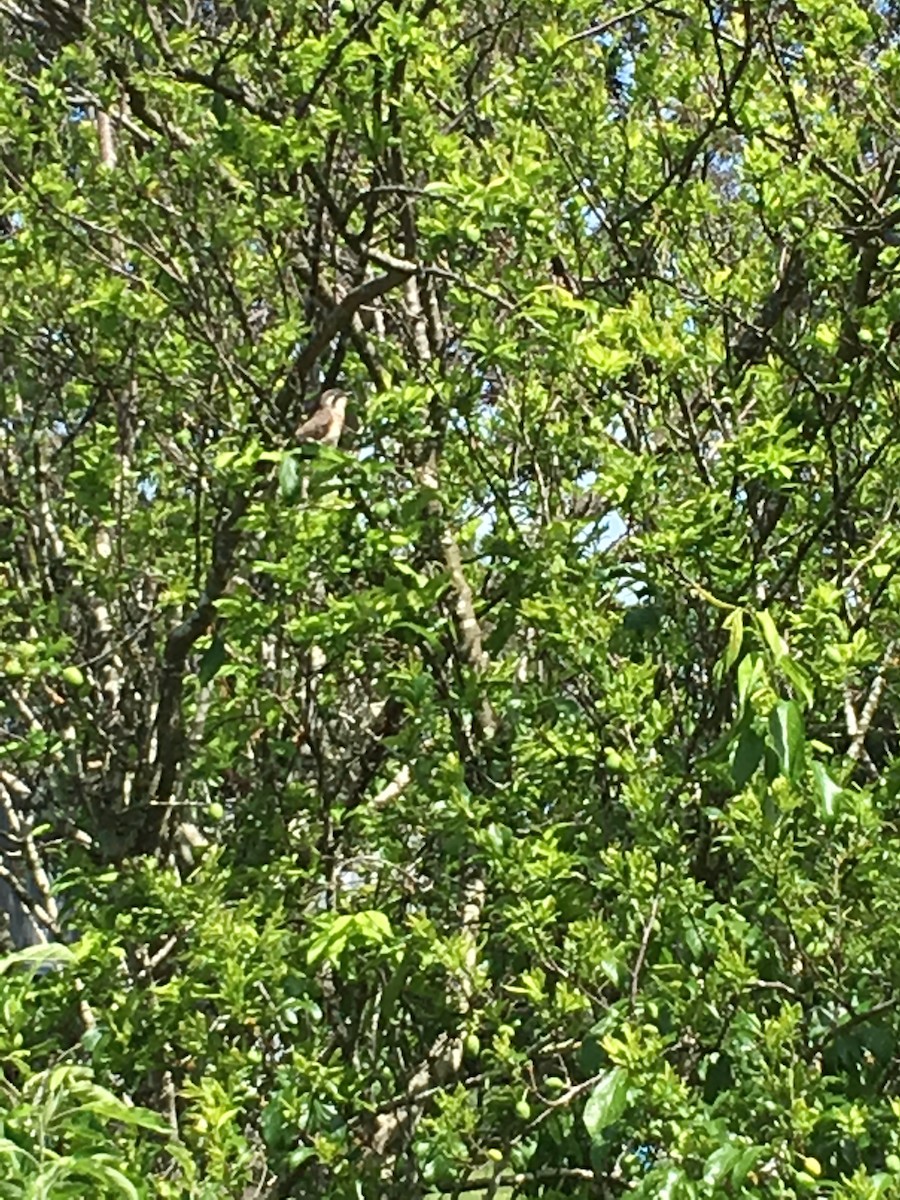 Black-eared Cuckoo - lynne cannard
