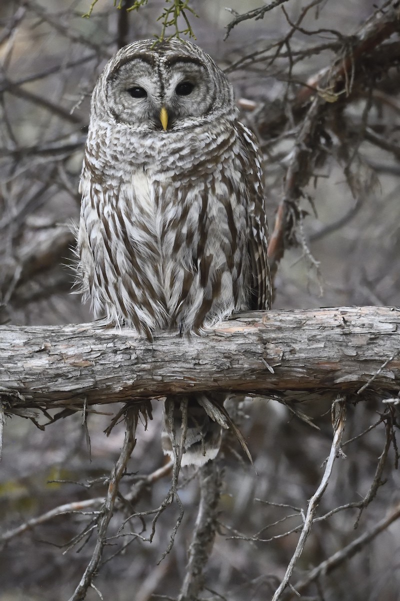 Barred Owl - Tom Crabtree