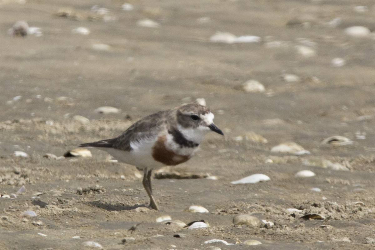 Double-banded Plover - ML81583981