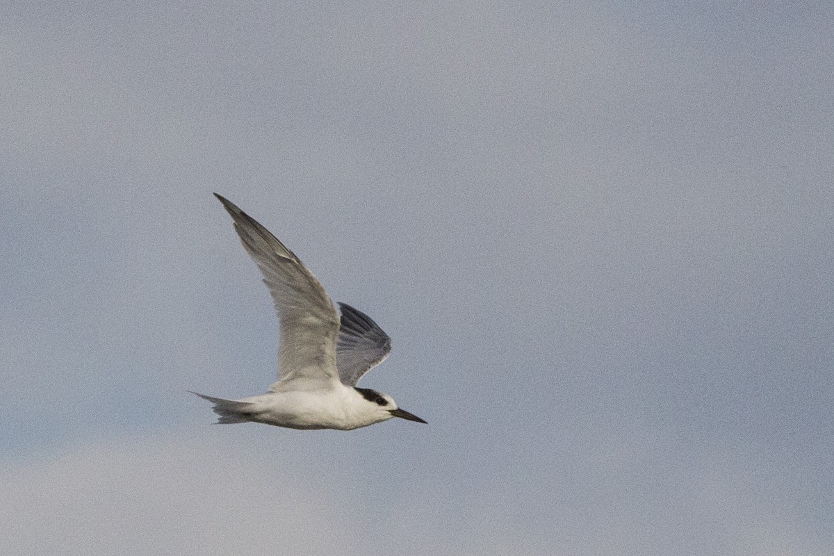 Little Tern - Oscar Thomas