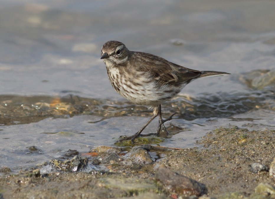 Water Pipit - ML81584571