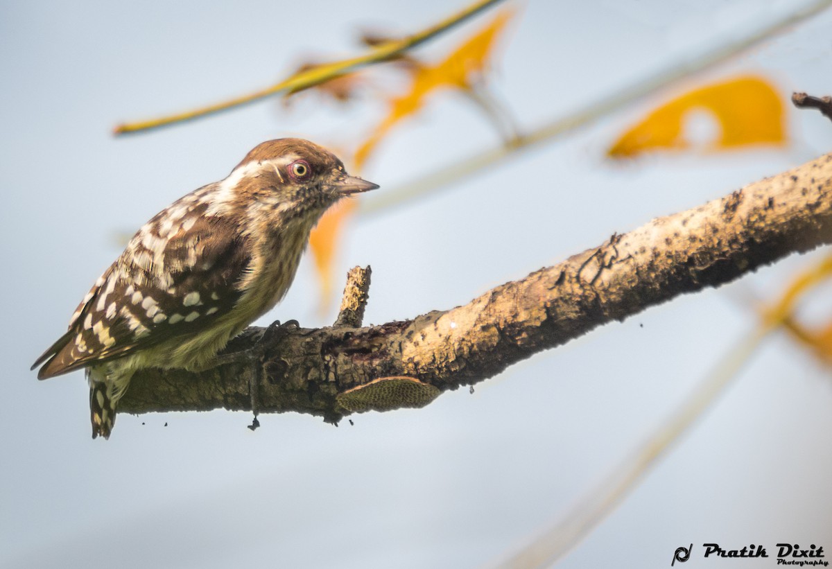 Brown-capped Pygmy Woodpecker - Pratik  Dixit