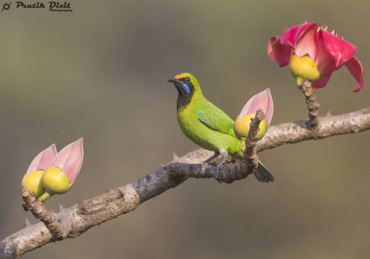 Golden-fronted Leafbird - Pratik  Dixit