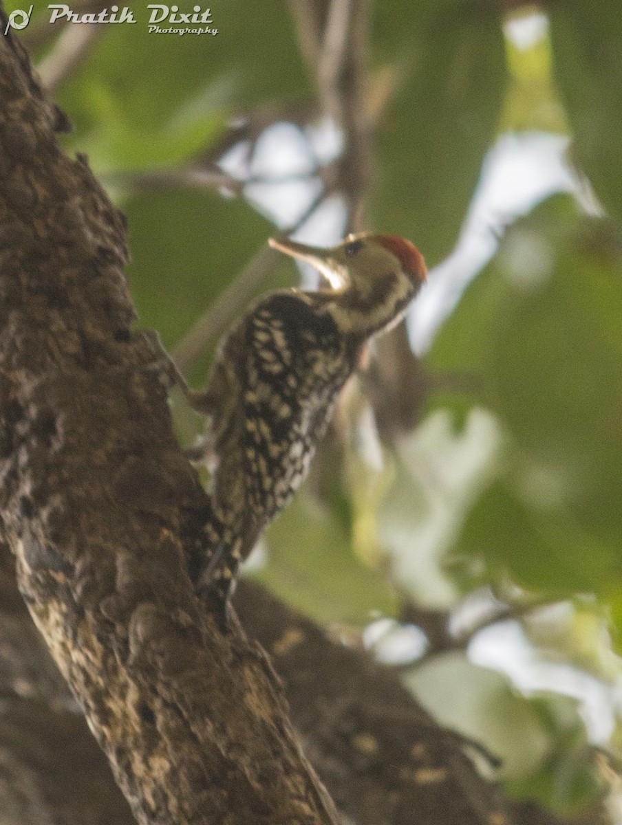 Yellow-crowned Woodpecker - Pratik  Dixit