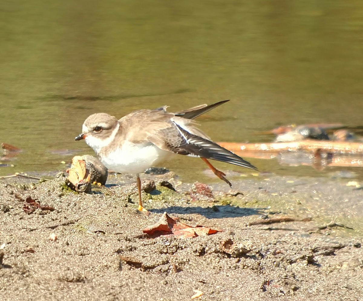 Semipalmated Plover - ML81586021