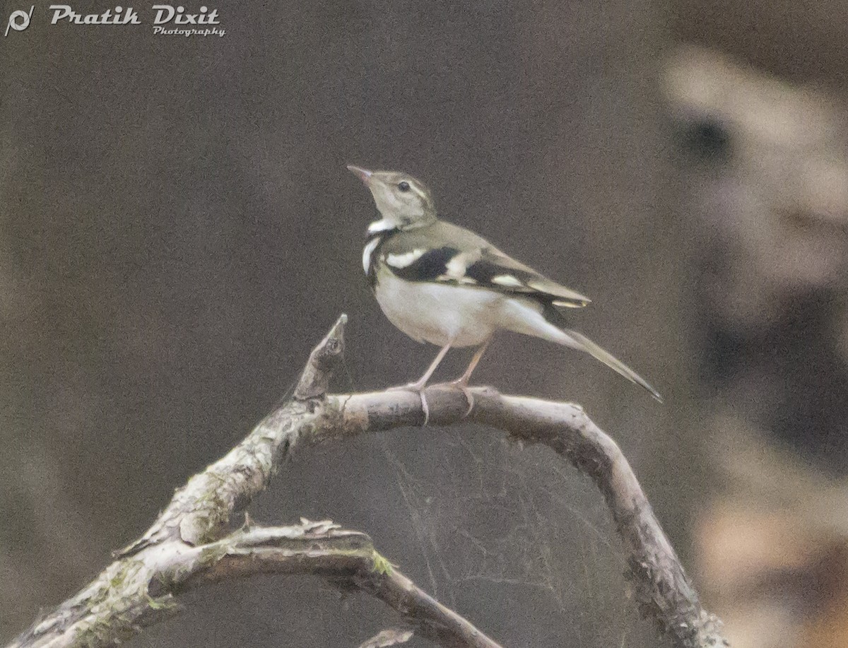 Forest Wagtail - ML81586691