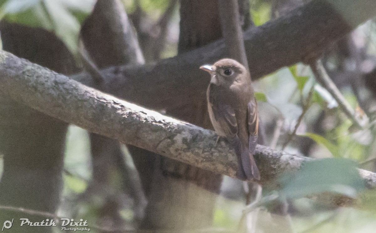 Brown-breasted Flycatcher - ML81586781