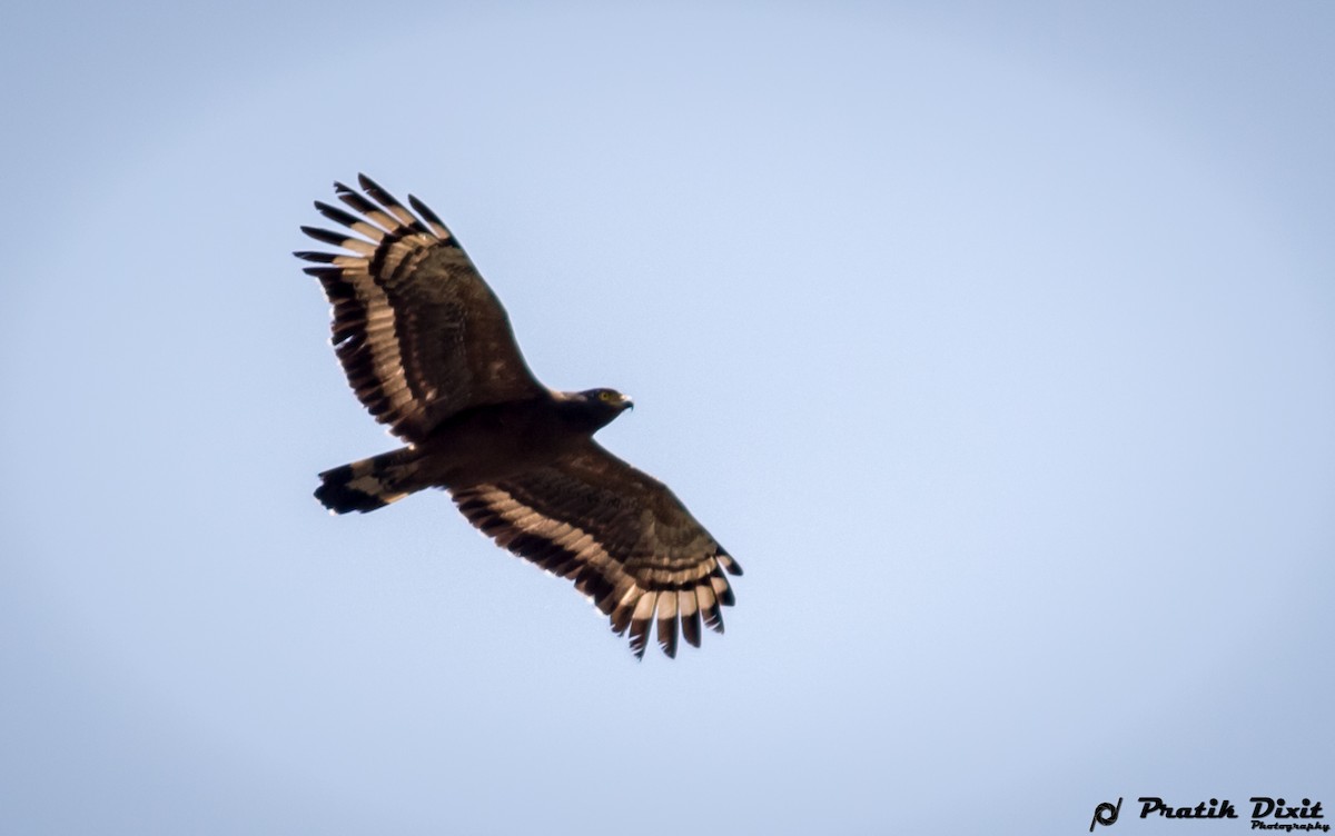 Crested Serpent-Eagle - ML81586791