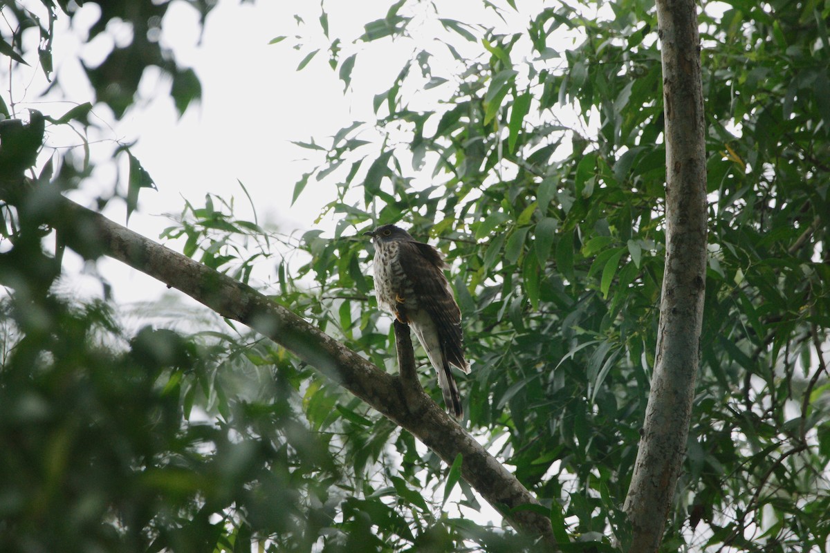Large Hawk-Cuckoo - Kian Guan Tay