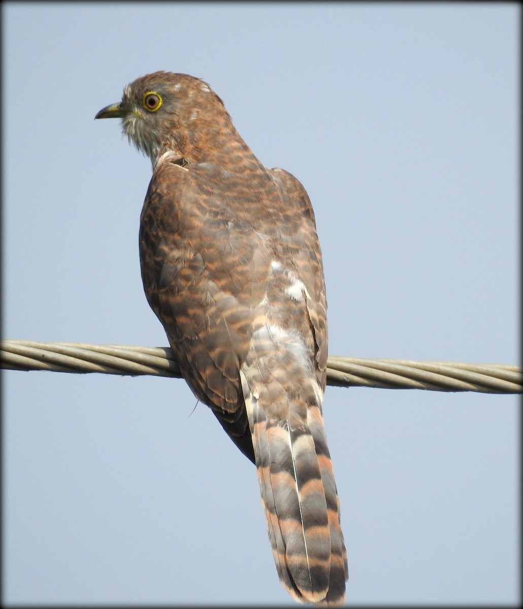 Common Hawk-Cuckoo - Abhijeet Rasal