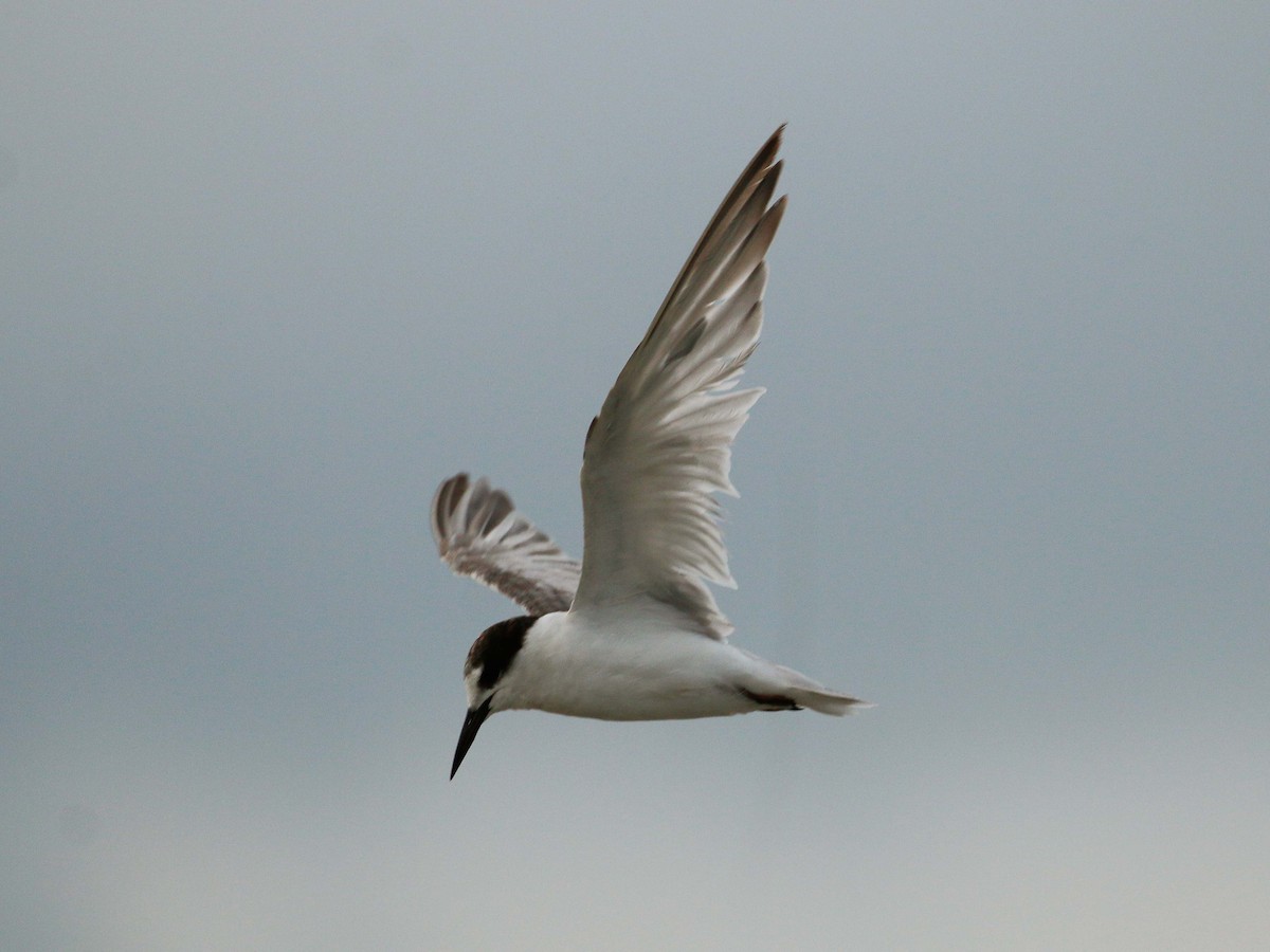 Little Tern - Neoh Hor Kee