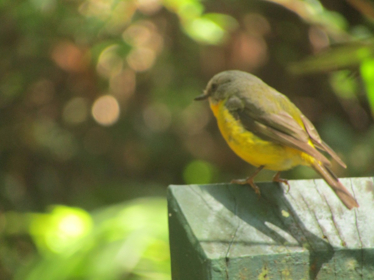 Eastern Yellow Robin - Claire Anderson