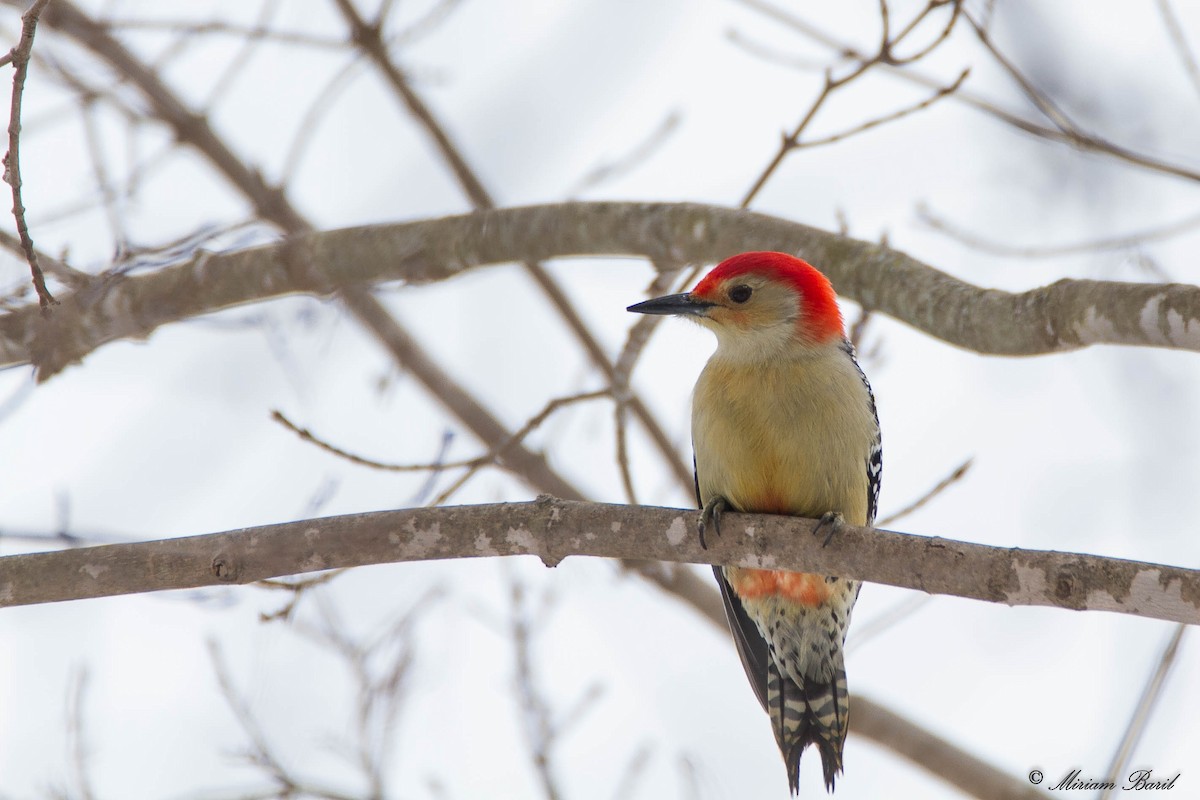 Red-bellied Woodpecker - Miriam Baril