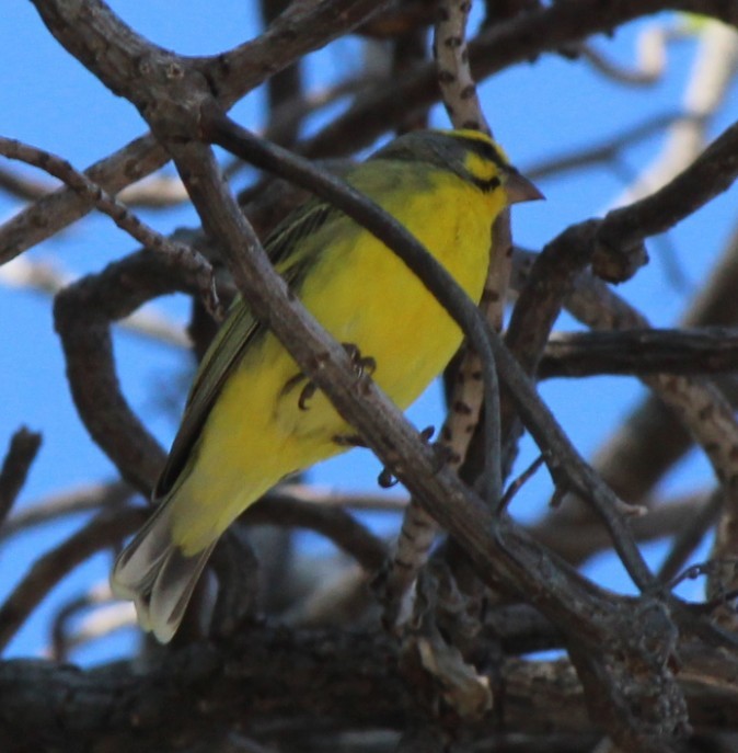 Yellow-fronted Canary - Magen Pettit