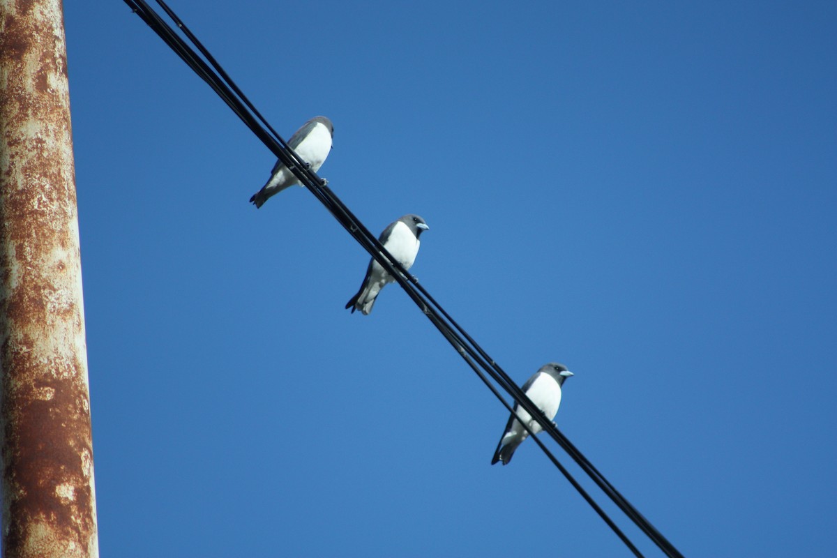 白胸燕鵙 - ML81592391
