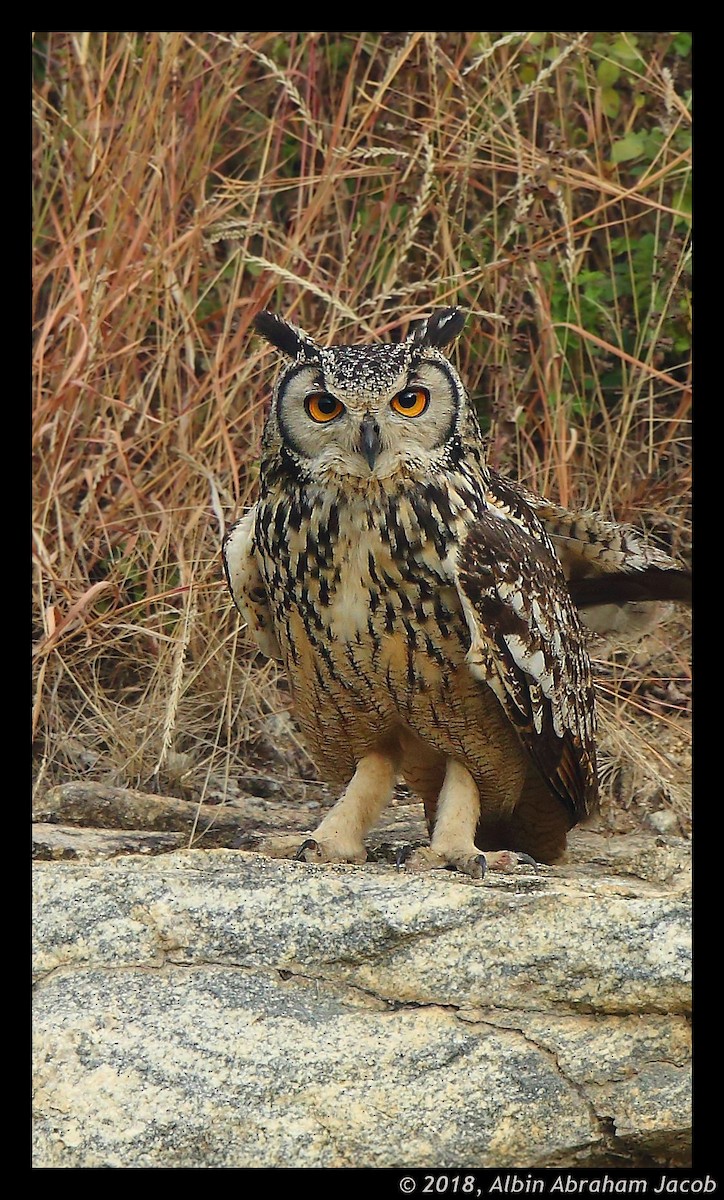 Rock Eagle-Owl - ML81593511