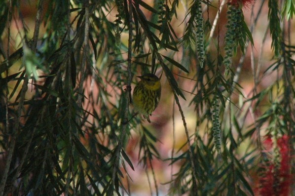 Cape May Warbler - ML81594321
