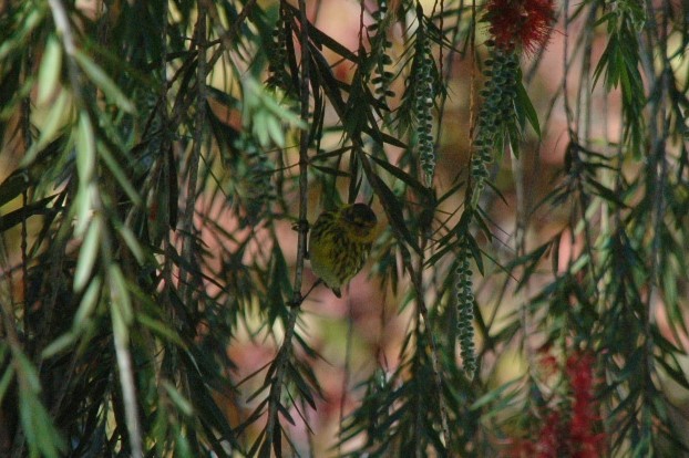 Cape May Warbler - ML81594331