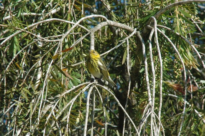 Cape May Warbler - ML81594661